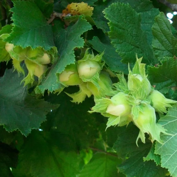 Саженцы фундука Саженцы фундука