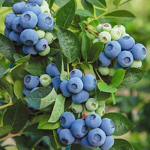 Саженцы голубики Денис Блю Саженцы голубики Денис Блю