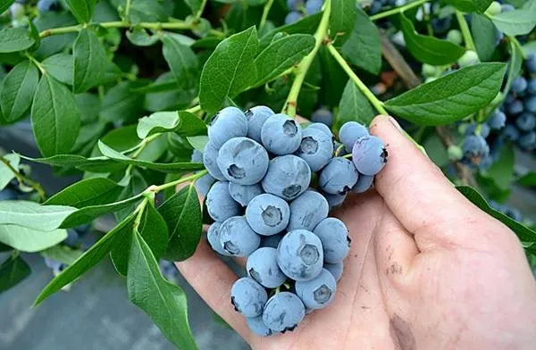 Плоды голубики Денис Блю Плоды голубики Денис Блю