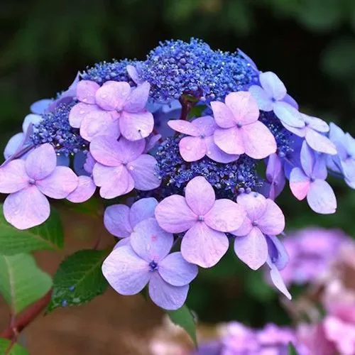 Гортензия ЭНДЛЕСС САММЕР ТВИСТ ЭНД ШАУТ крупнолистная в Москве