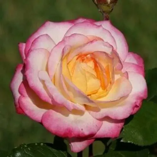 Саженцы роз ЛАМИНУЭТ флорибунда  Саженцы роз ЛАМИНУЭТ флорибунда в Москве