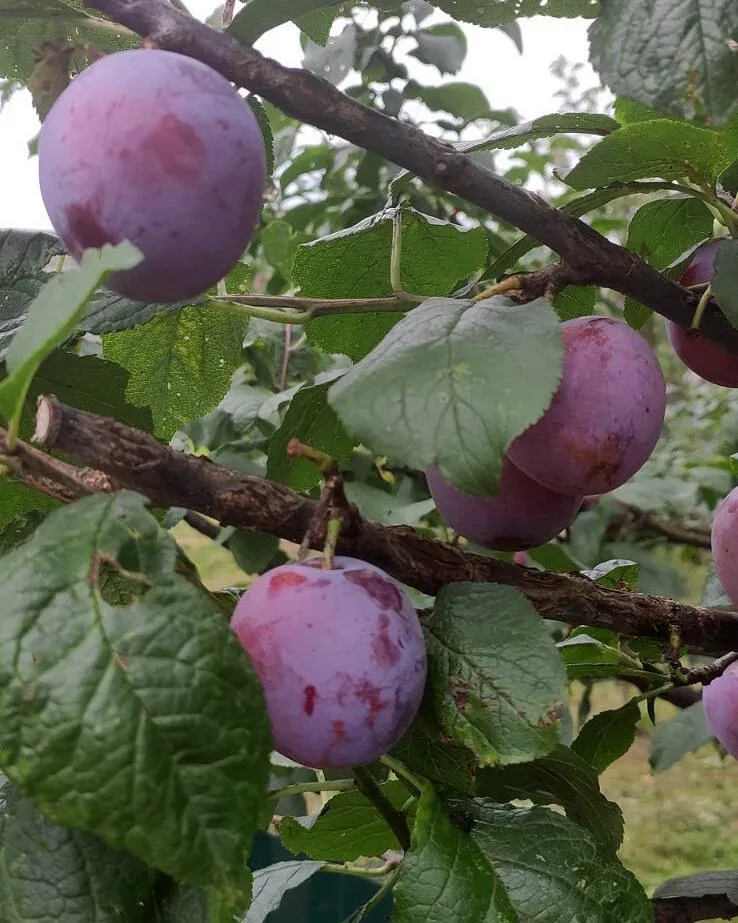 Слива Слива