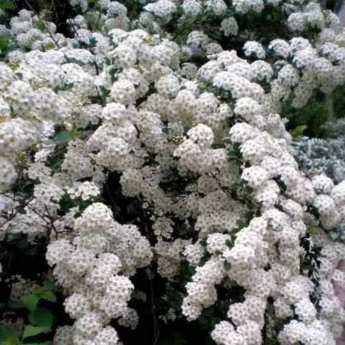 Спирея ВАНГУТТА  Спирея ВАНГУТТА в Москве