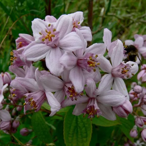 Дейция МОУНТ РОУЗ в Москве