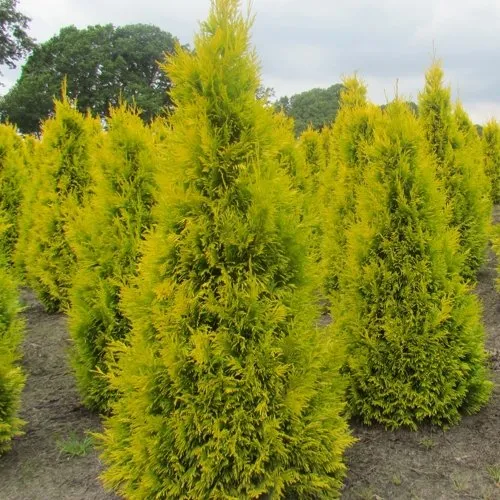 Туя САНКИСТ западная  Туя САНКИСТ западная в Москве