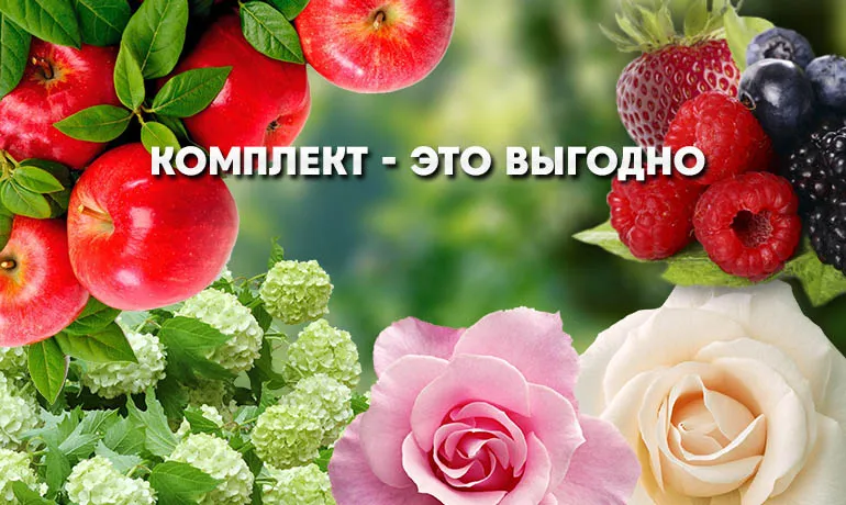 Саженцы растений Саженцы растений