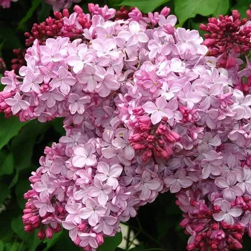 Сирень ЭСТЕР СТЕЙЛИ в Москве