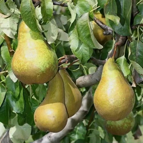 Груша САПФИРА колонновидная  Груша САПФИРА колонновидная в Москве