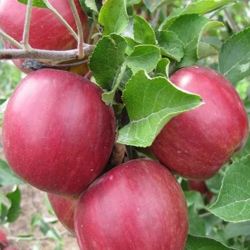 Яблоня МОСКОВСКОЕ ОЖЕРЕЛЬЕ колонновидная  Яблони Московское Ожерелье колонновидная в Москве