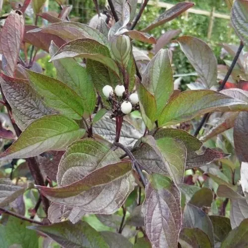 Дерен КЕССЕЛЬРИНГИ в Москве