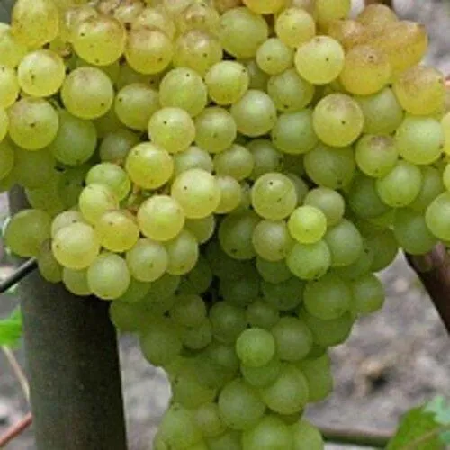 Виноград КИШМИШ 342  Виноград КИШМИШ 342 в Москве