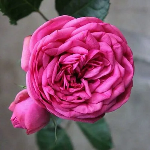 Саженцы роз ПИНК ПИАНО чайно-гибридная в Москве