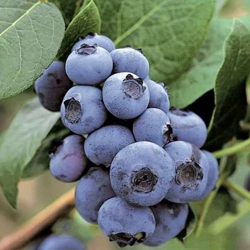 Голубика ПАТРИОТ  Голубика ПАТРИОТ в Москве