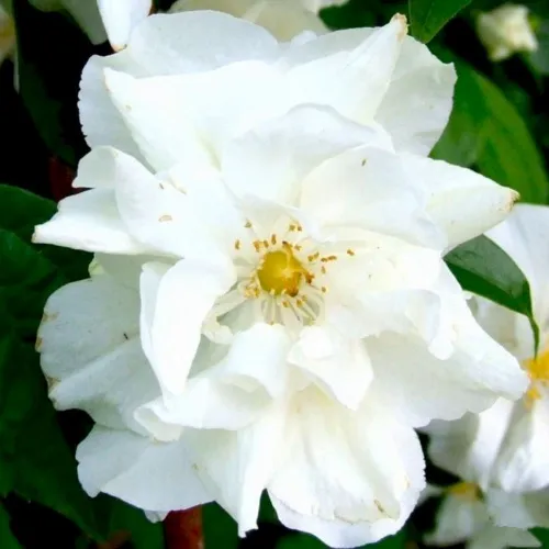 Жасмин РОЗАЦЕ в Москве