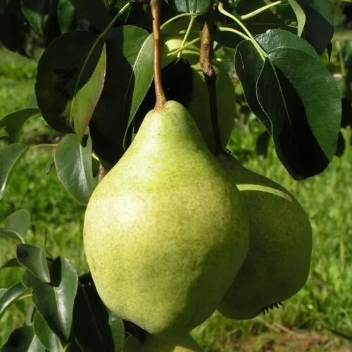 Груша МИНСКАЯ колонновидная  Груша МИНСКАЯ колонновидная в Москве