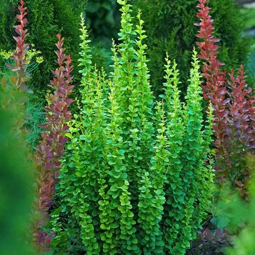 Барбарис ЭРЕКТА тунберга  Барбарис ЭРЕКТА тунберга в Москве