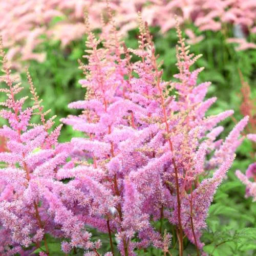 Астильба АМЕРИКА Арендса  Астильба АМЕРИКА Арендса в Москве