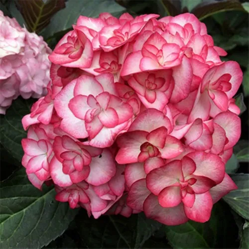 Гортензия Ю ЭНД МИ МИСС САОРИ крупнолистная в Москве