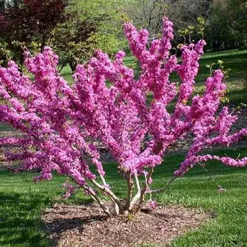 ЦЕРЦИС канадский  в Москве