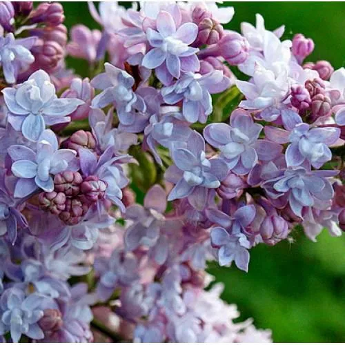 Сирень ПАМЯТЬ О ВАВИЛОВЕ в Москве