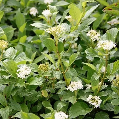 Дерен ФЛАВИРАМЕА отпрысковый  в Москве