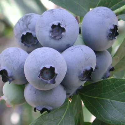 Голубика БЕРКЛИ — описание сорта Голубика БЕРКЛИ в Москве