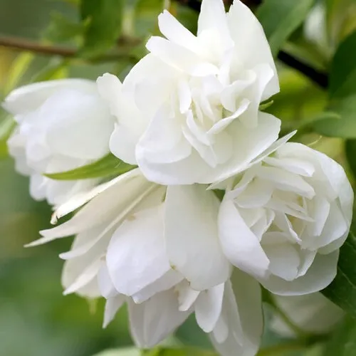 Жасмин МАНТО Д’ЭРМИН в Москве