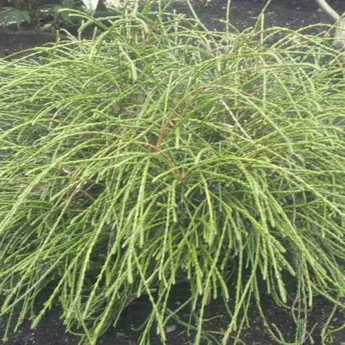 Туя ФИЛИФОРМИС   в Москве