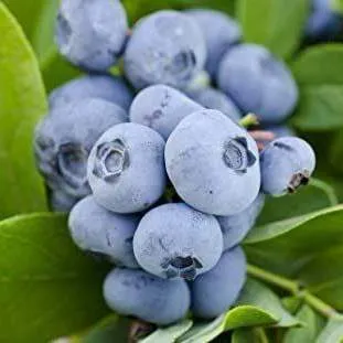 Ранние сорта Ранние сорта в Москве