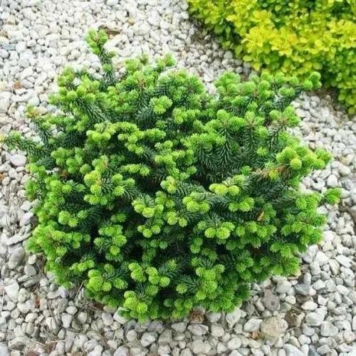 Пихта НАНА бальзамическая в Москве