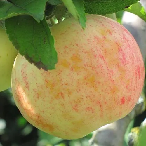 Яблоня ЛЕТНЕЕ СЛАДКОЕ в Москве