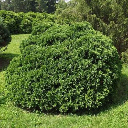 Туя УМБРАКУЛИФЕРА западная  Туя УМБРАКУЛИФЕРА западная в Москве