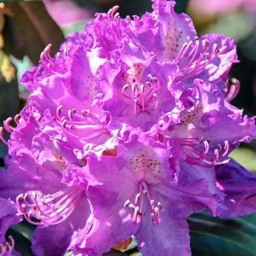 Рододендрон АЛЬФРЕД в Москве