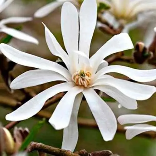 Магнолия СТЕЛЛАТА в Москве