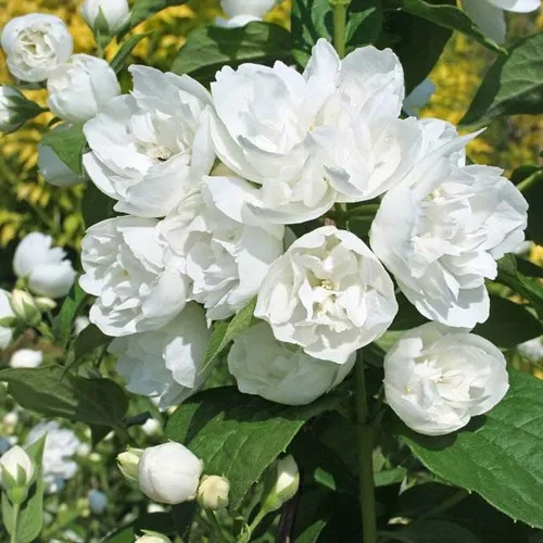 Жасмин махровый в Москве