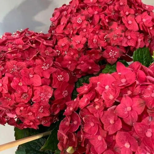 Гортензия ЭНДЛЕСС САММЕР ЛАВ крупнолистная в Москве