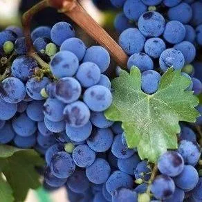 Винный   Винный  в Москве