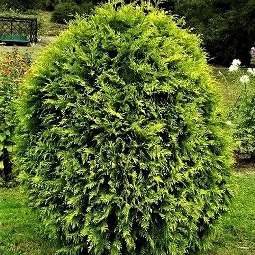 Туя ТИП ТОП западная  Туя ТИП ТОП западная в Москве