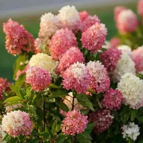 Гортензия ТАЧ ОФ ПИНК метельчатая в Москве