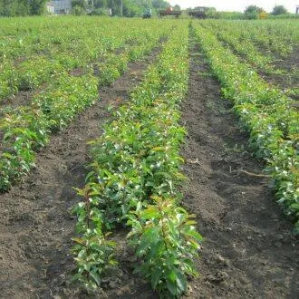 Подвой груши ДИКАЯ ГРУША  Подвой груши ДИКАЯ ГРУША в Москве