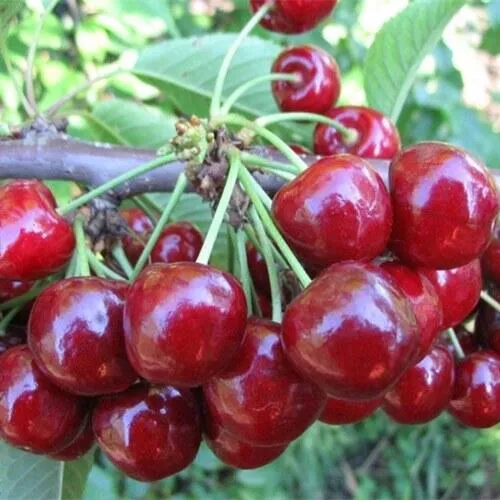 Вишня ДЕСЕРТНАЯ МОРОЗОВОЙ  Вишня ДЕСЕРТНАЯ МОРОЗОВОЙ в Москве