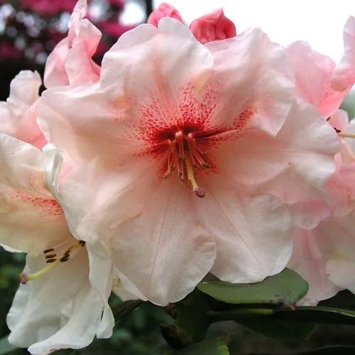 Рододендрон ХАНЯ	 в Москве