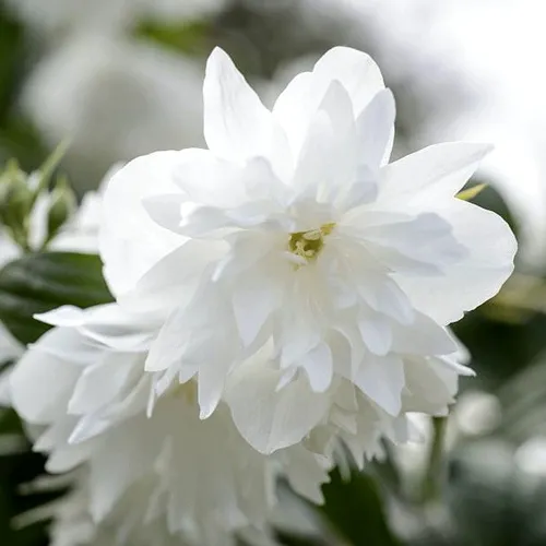 Жасмин МИНЕСОТА СНОУФЛЕЙК в Москве