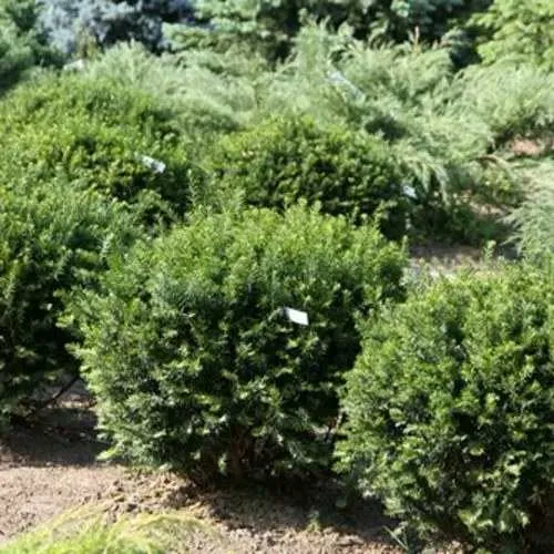 Тис НАНА остроконечный  в Москве