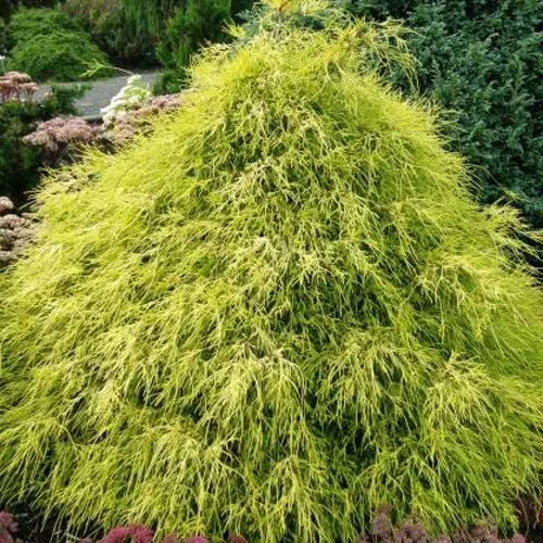 Кипарисовик ФИЛИФЕРА АУРЕА горохоплодный  Кипарисовик ФИЛИФЕРА АУРЕА горохоплодный в Москве