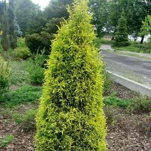 Можжевельник ГОЛД КОН обыкновенный  Можжевельник ГОЛД КОН обыкновенный в Москве