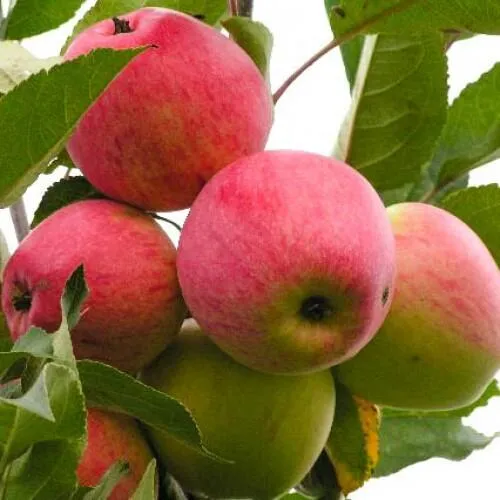 Яблоня МЕЧТА  Яблоня МЕЧТА в Москве