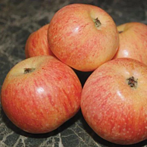 Яблоня КОНФЕТНОЕ  Яблоня КОНФЕТНОЕ в Москве