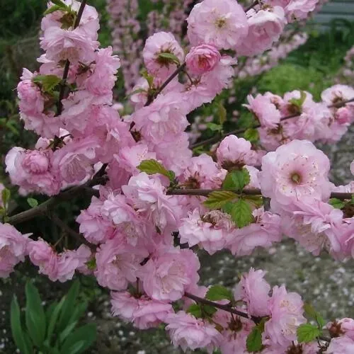 Миндаль ТРЁХЛОПАСТНЫЙ (луизеания) в Москве