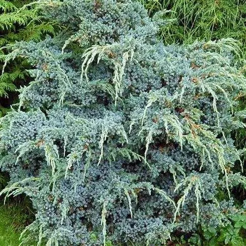 Можжевельник БЛЮ АЛЬПС китайский  Можжевельник БЛЮ АЛЬПС китайский в Москве